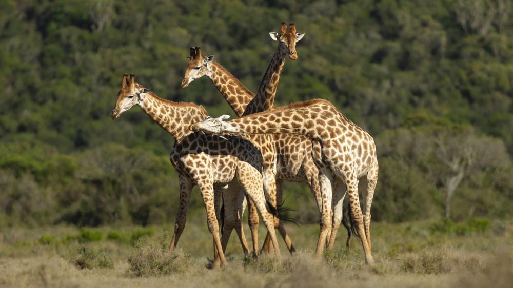 Kariega Private Game Reserve
