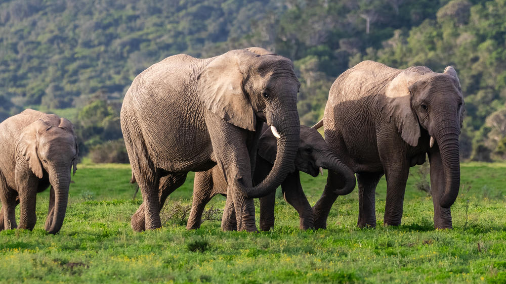 Kariega Private Game Reserve