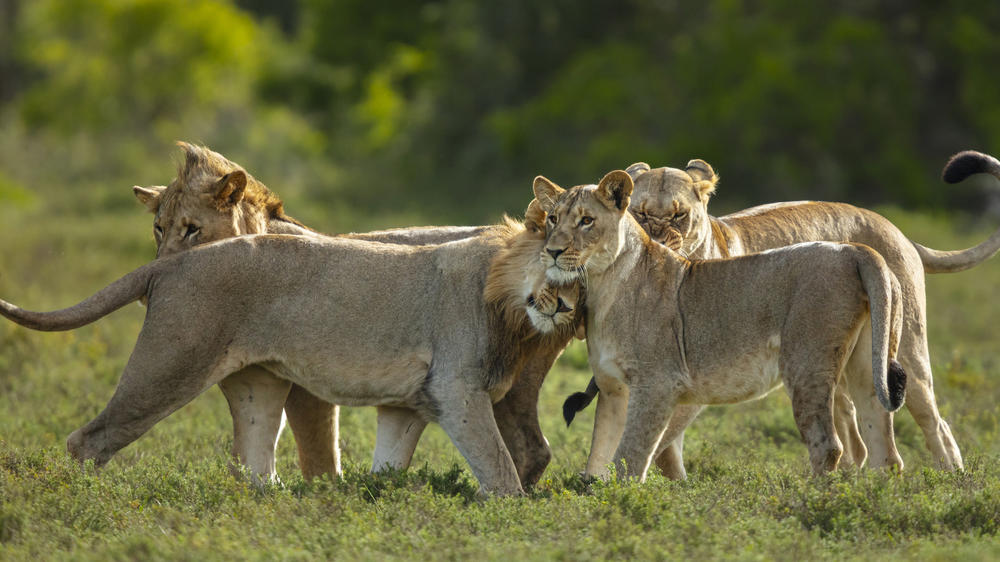 Kariega Private Game Reserve