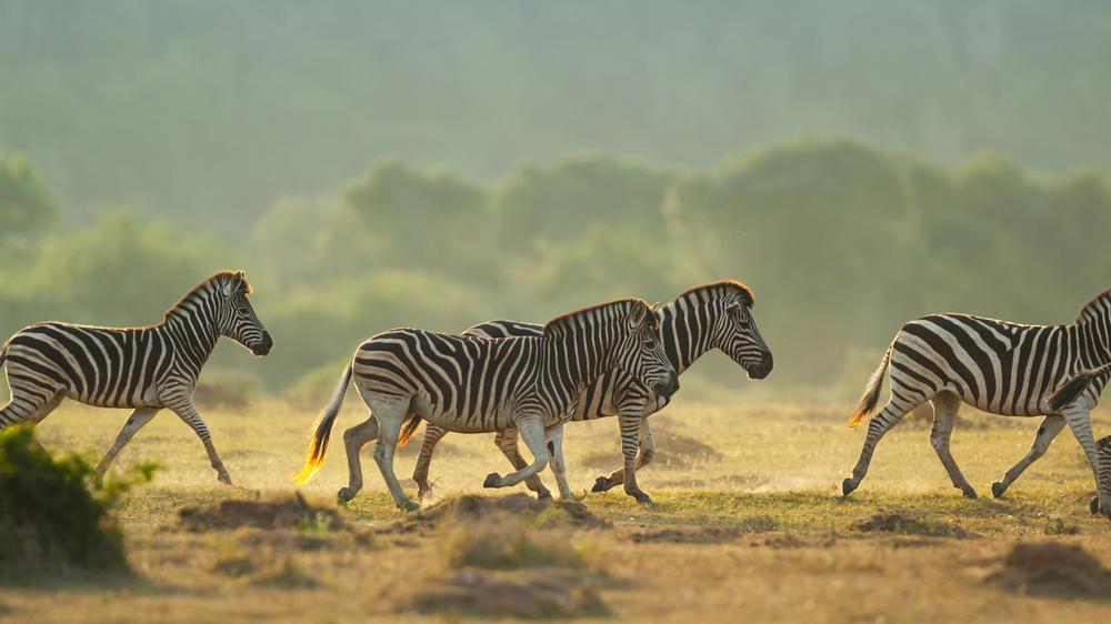 Kariega Private Game Reserve
