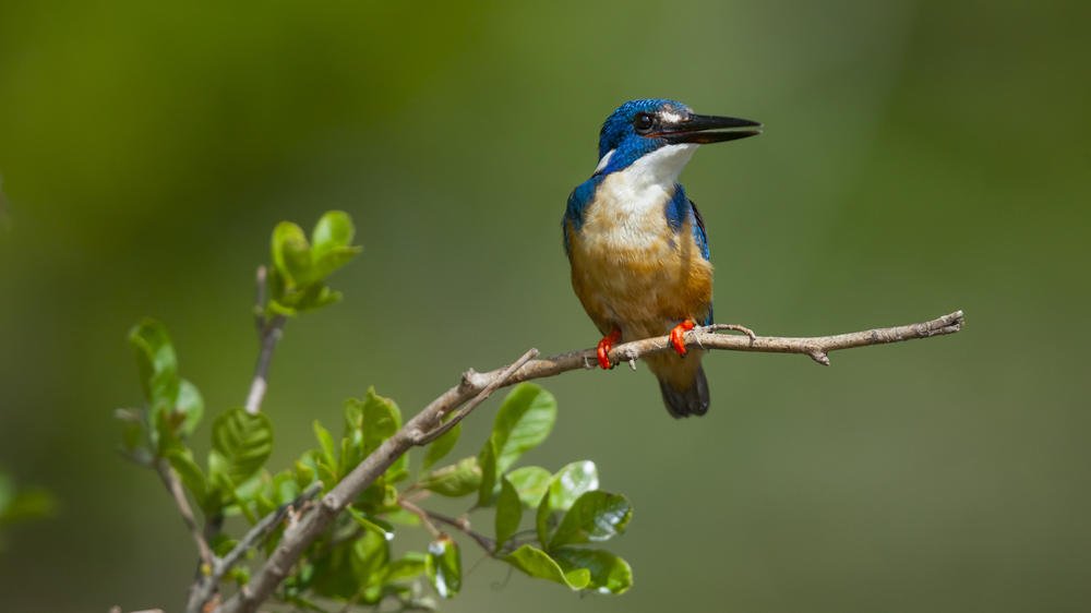 Kariega Private Game Reserve