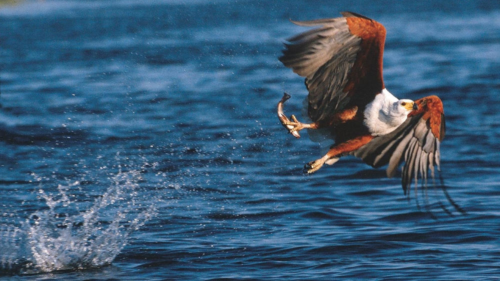 Kariega Private Game Reserve