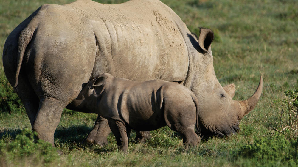 Kariega Private Game Reserve