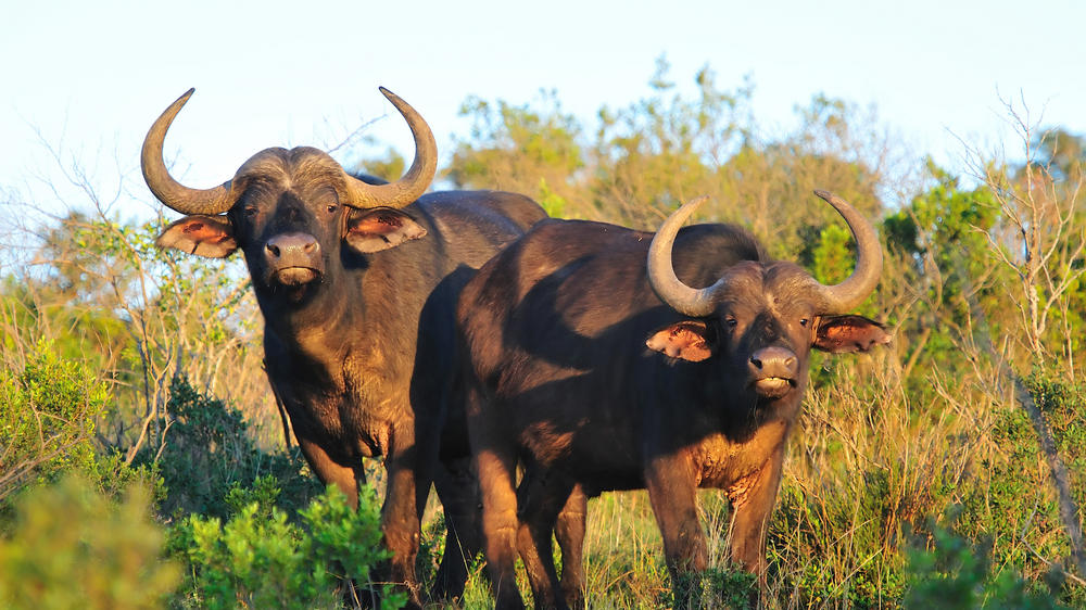 Kariega Private Game Reserve