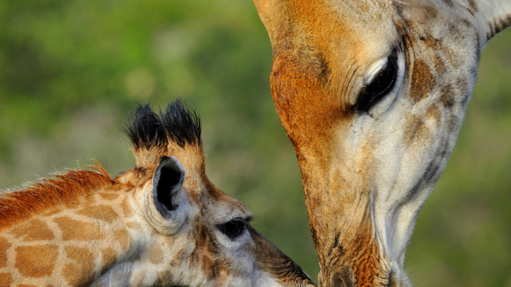 Kariega Private Game Reserve