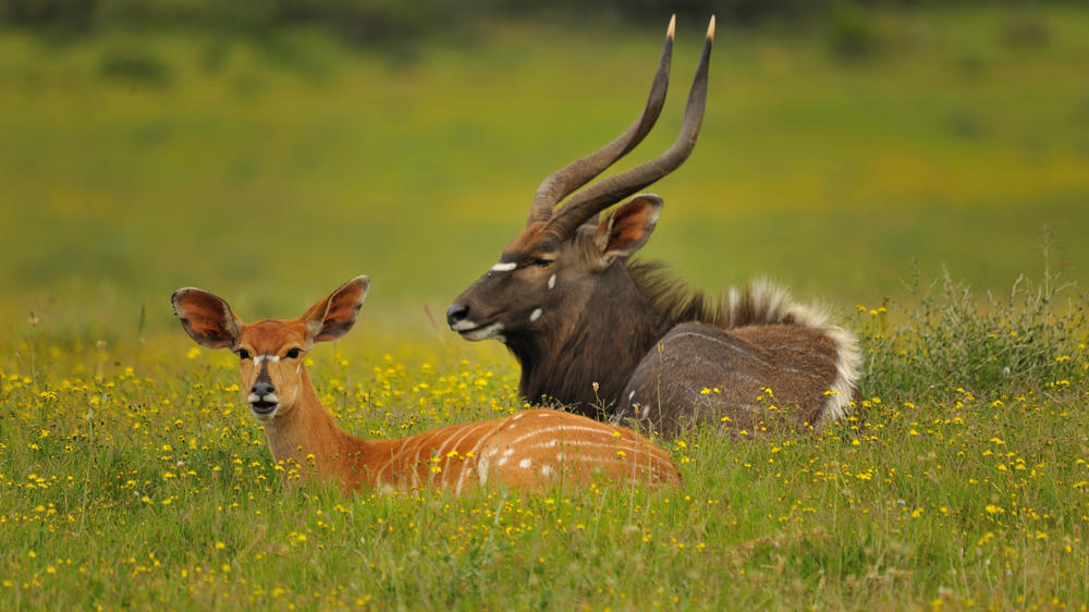 Kariega Private Game Reserve