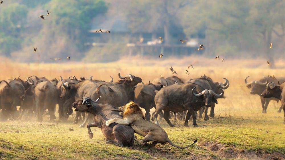 Lion Camp