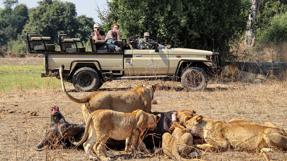 Lion Camp