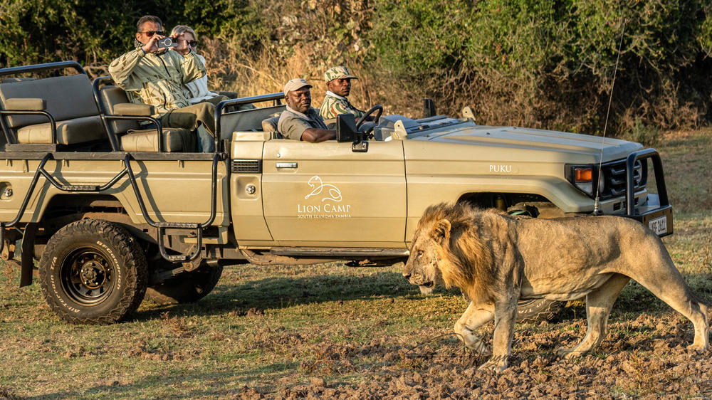 Lion Camp