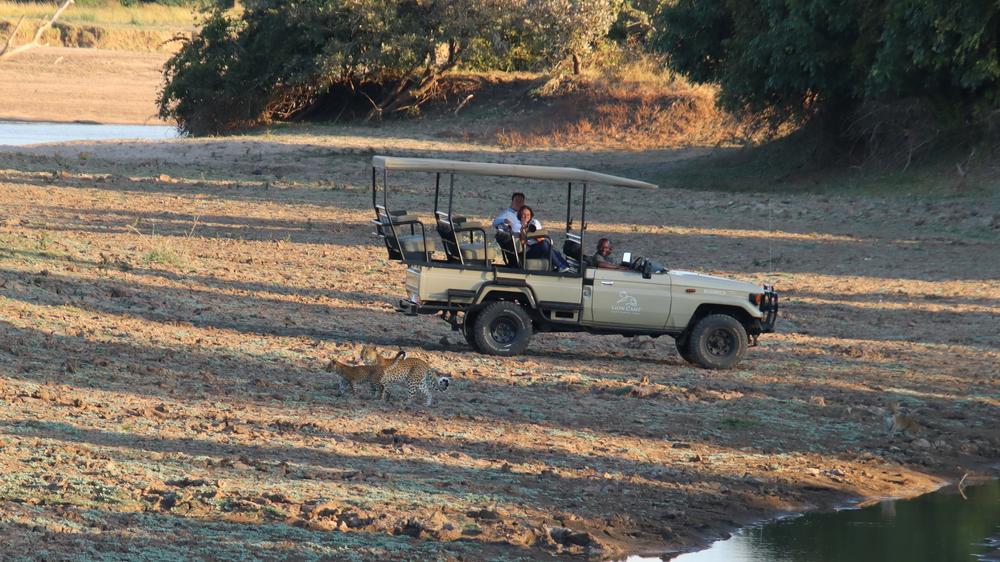 Lion Camp