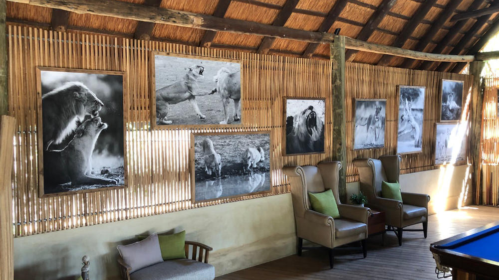 Lion Camp