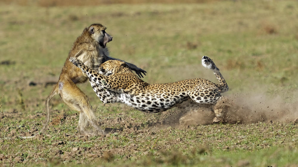 Lion Camp