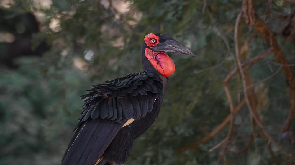 Dulini Anabezi