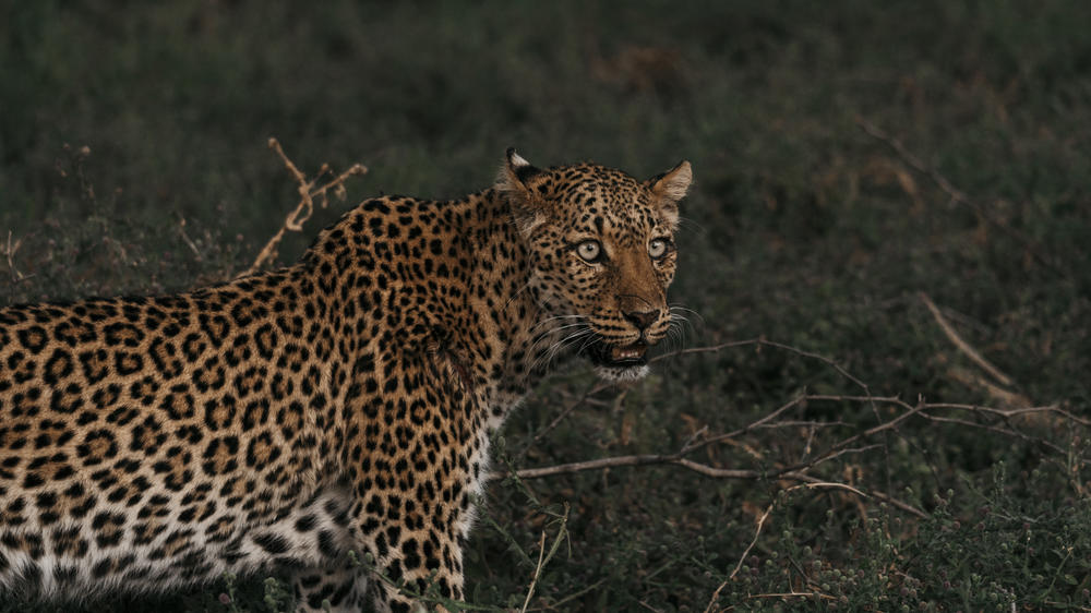 Dulini Anabezi