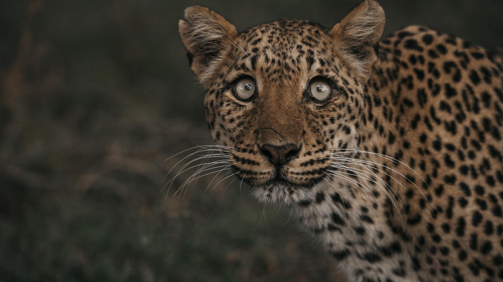 Dulini Anabezi