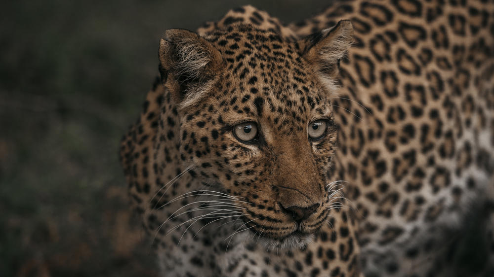 Dulini Anabezi