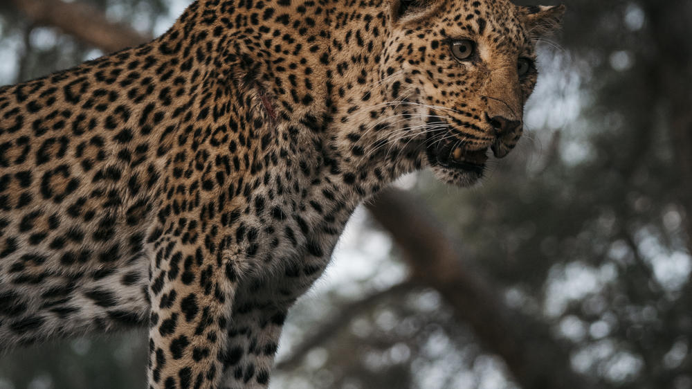 Dulini Anabezi