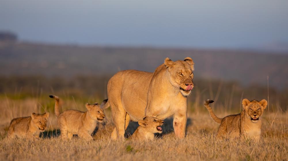 Kariega Ukhozi Lodge