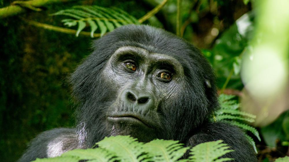 Rwanda & Uganda - 9-day Low-Key Pearl of Africa Safari - Tailored Driven