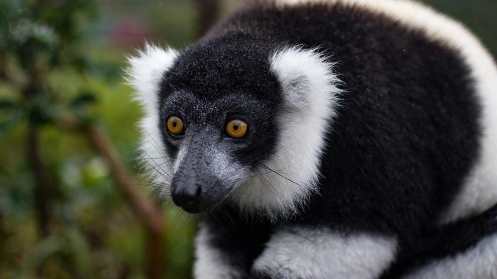 Madagascar - 4-day Andasibe Safari - Tailored Driven