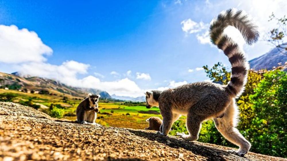 Madagascar - 12-day Classic Route N7 - Group Accommodated
