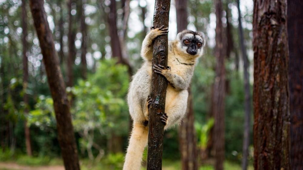 Madagascar - 9-day Rainforests to Waterways - Tailored Driven