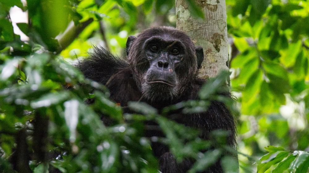 Rwanda & Uganda - 9-day Classic Pearl of Africa Safari - Private Accommodated