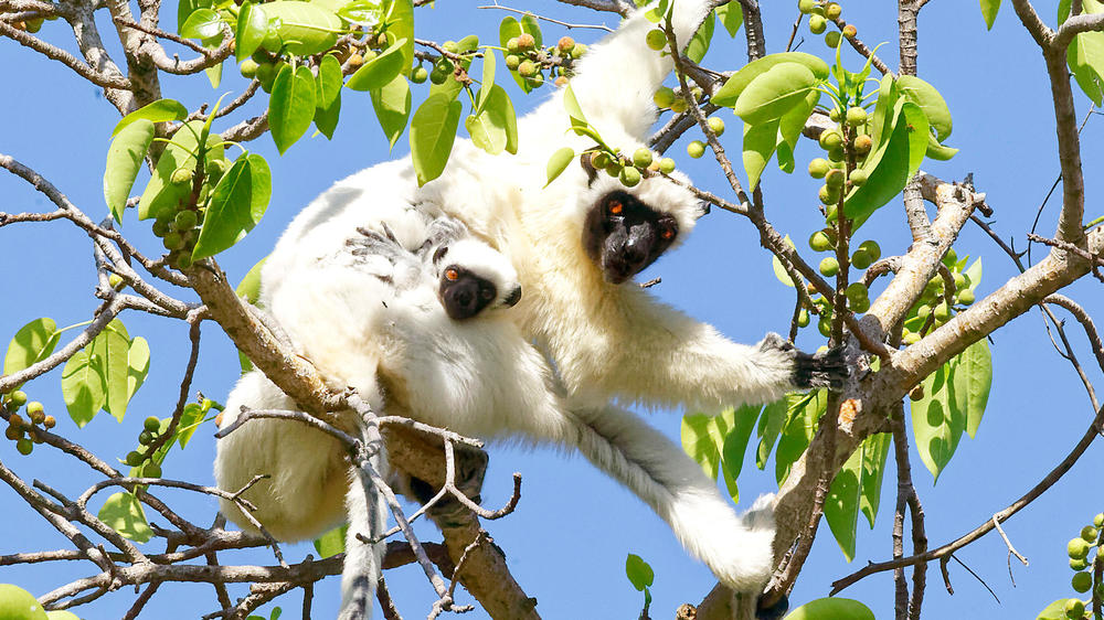 Madagascar- 10-day Sifaka, Spiny Forest and Tsingy Adventure - Private Fly -In 