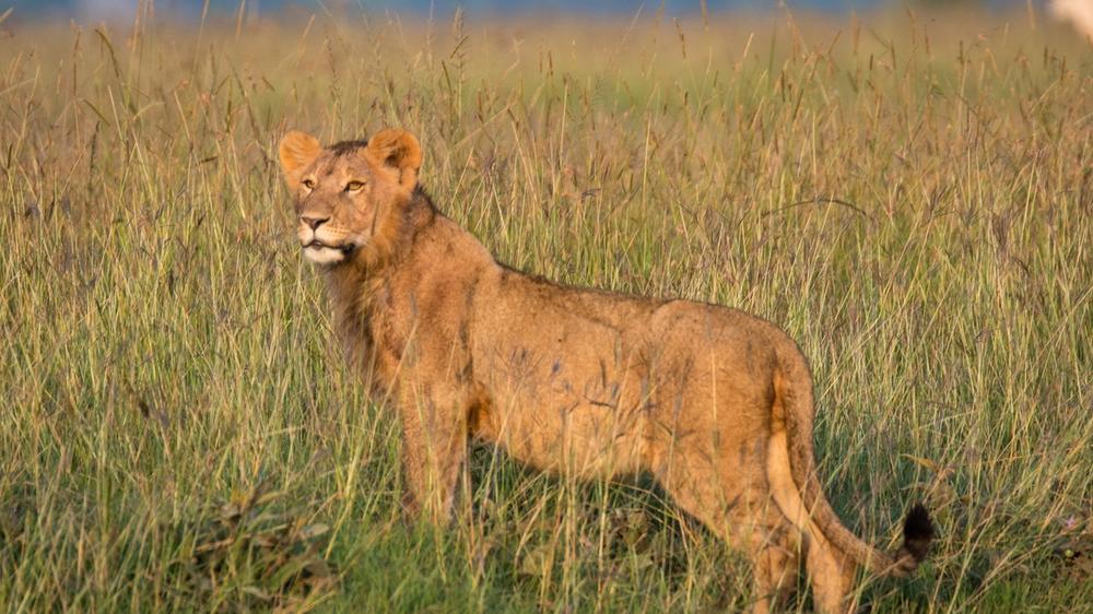 Kenya - 7-day Plains & Lakes Safari - Group Accommodated