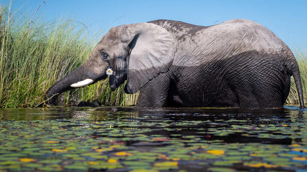 Botswana & Zimbabwe - 7-day Okavango, Chobe & Victoria Falls Safari - Tailored Fly-in