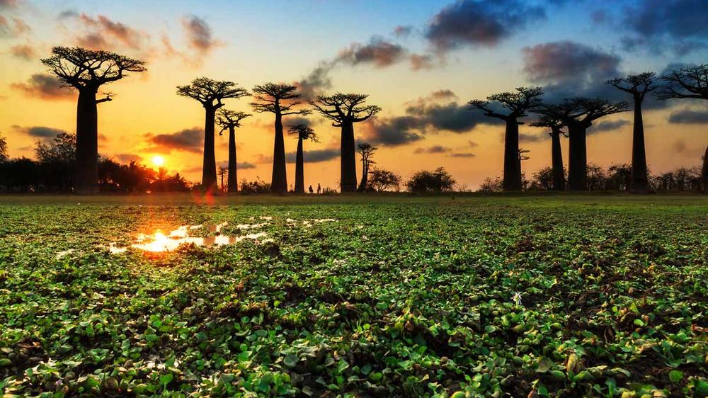 Madagascar - 8-day Tsingy & Baobab Adventure - Tailored Driven