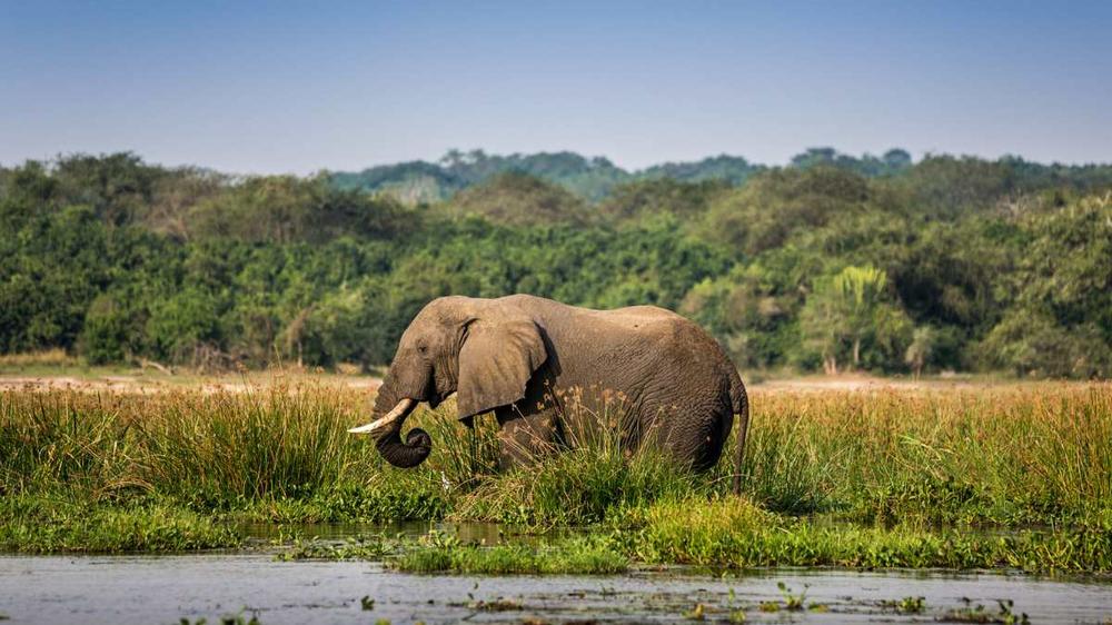 Uganda - 11-day Highlights of Uganda - Group Accommodated