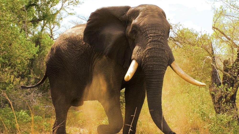 Tembe Elephant Park Lodge