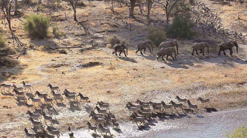 Boteti River - Makgadikgadi Pans National Park