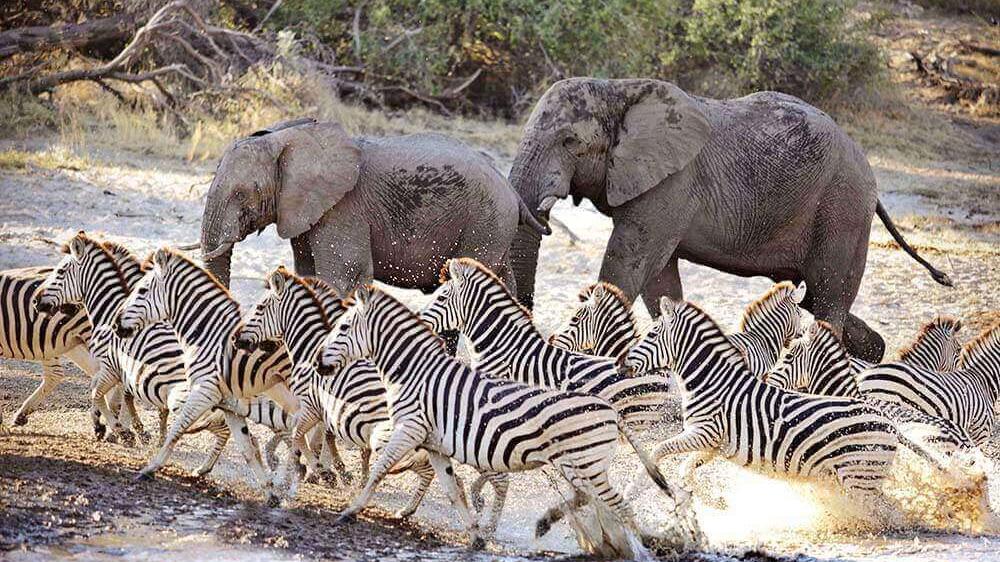 Boteti River - Makgadikgadi Pans National Park