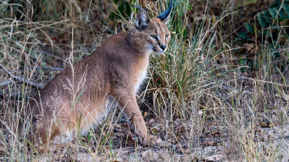 Moremi Game Reserve