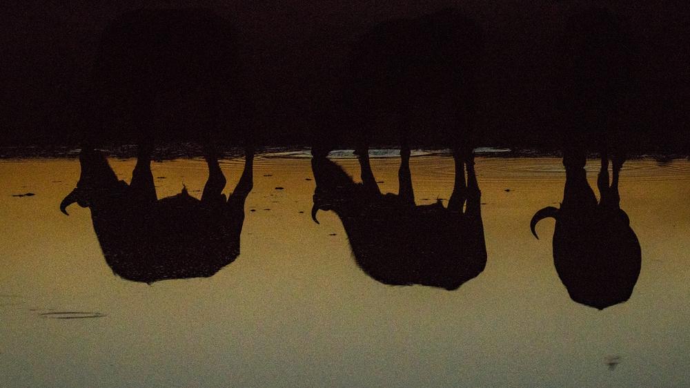 Moremi Game Reserve