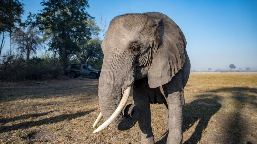 Moremi Game Reserve