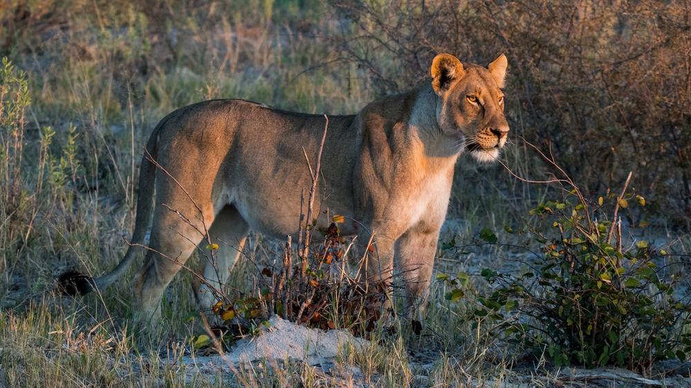 Moremi Game Reserve