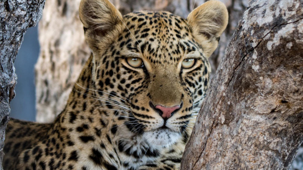 Moremi Game Reserve