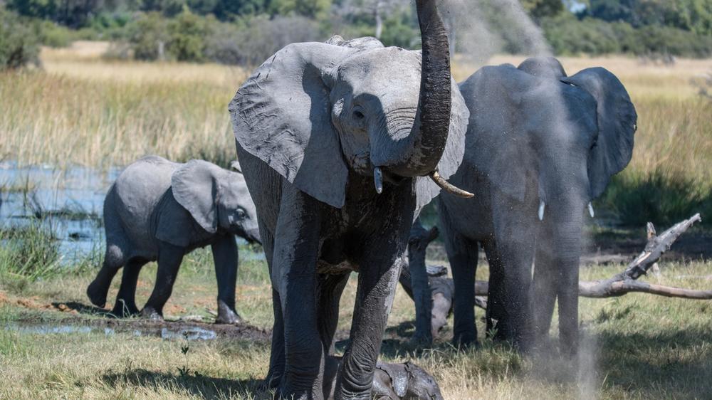 Moremi Game Reserve