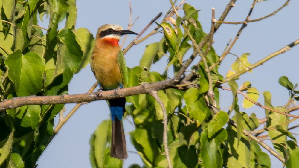 Moremi Game Reserve