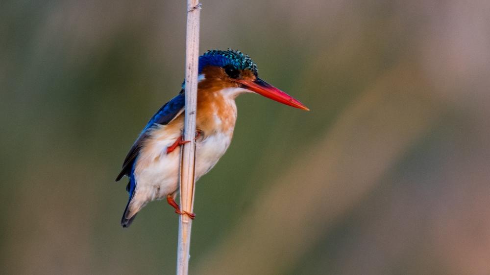 Moremi Game Reserve