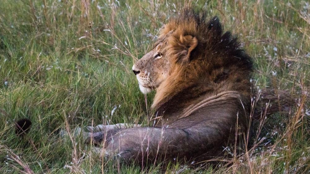 Moremi Game Reserve