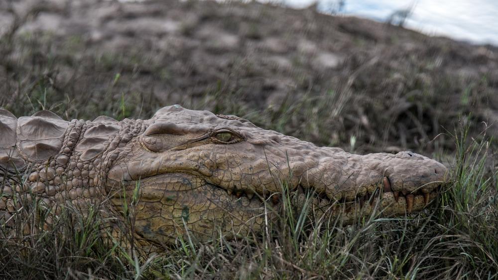 Hwange National Park
