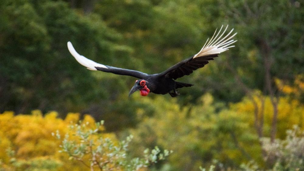 Hwange National Park