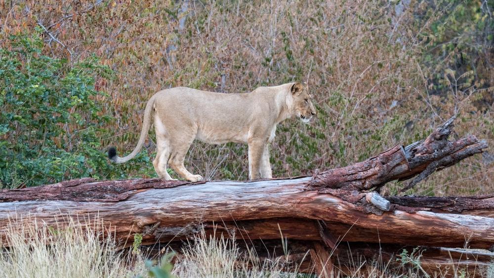 Hwange National Park