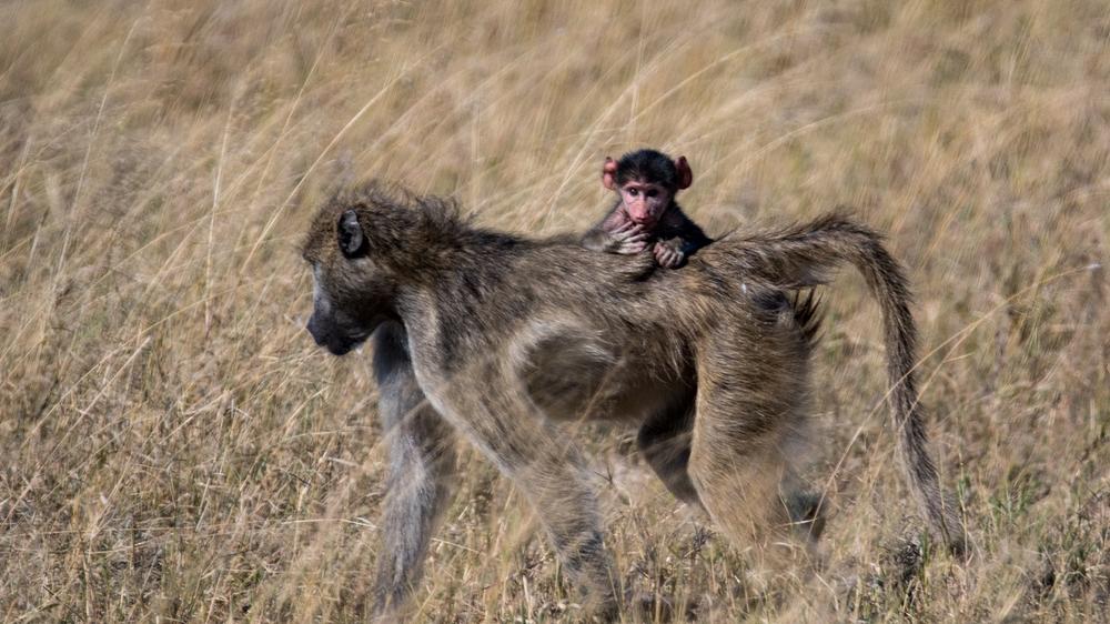 Hwange National Park