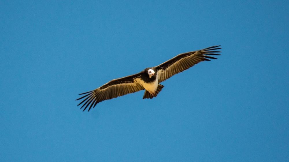 Hwange National Park