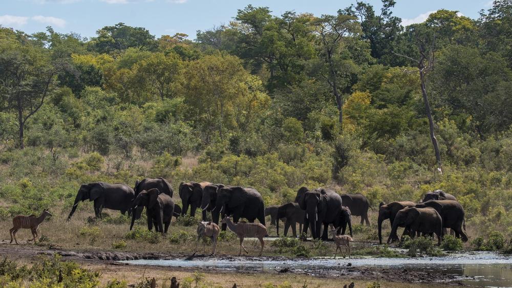 Hwange National Park